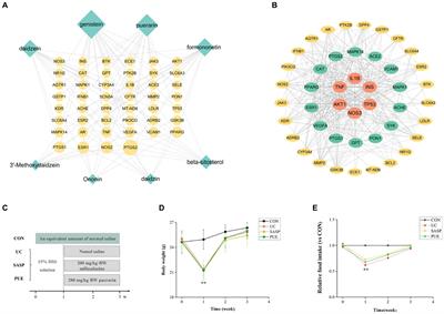 Puerarin alleviates inflammation and pathological damage in colitis mice by regulating metabolism and gut microbiota